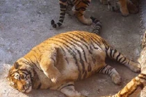 Thu mới chớm, động vật đã vội "tích mỡ" cho mùa đông?