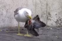 Hãi hùng cảnh chim mòng biển làm thịt bồ câu ngay trên phố 