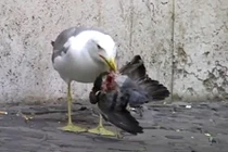 Hãi hùng cảnh chim mòng biển làm thịt bồ câu ngay trên phố 
