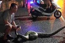 Mãng xà "khủng" chạy ra đường, con người "hết hồn hết vía", ngã lăn...