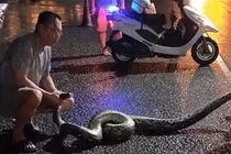 Mãng xà "khủng" chạy ra đường, con người "hết hồn hết vía", ngã lăn...