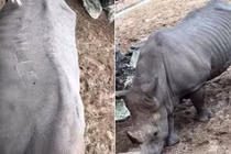 Thân thiện với du khách, tê giác bị tổn thương đầy mình