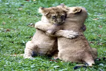 Anh em sư tử ôm nhau sưởi ấm siêu đáng yêu