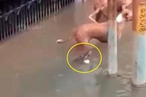 Mưa to khủng khiếp, cá sấu ngụp lặn trên phố dọa người