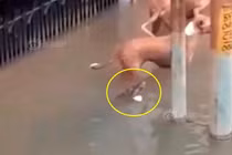 Mưa to khủng khiếp, cá sấu ngụp lặn trên phố dọa người