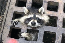 Gấu mèo rưng rưng cầu cứu lính cứu hỏa cực yêu