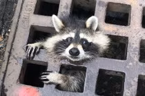 Gấu mèo rưng rưng cầu cứu lính cứu hỏa cực yêu