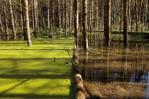 Mẹ thiên nhiên cực sáng tạo, ai xem cũng phải ngạc nhiên tột độ