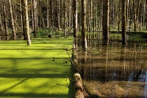 Mẹ thiên nhiên cực sáng tạo, ai xem cũng phải ngạc nhiên tột độ