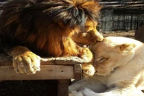 Cái kết ngọt của cặp vợ chồng sư tử bị bạo hành 