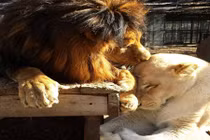 Cái kết ngọt của cặp vợ chồng sư tử bị bạo hành 