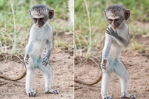 Thích thú khỉ nhỏ thực hiện động tác kungfu như võ sư 