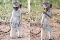 Thích thú khỉ nhỏ thực hiện động tác kungfu như võ sư 