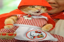 Chết mê những con mèo đáng yêu nhất thế giới (2)