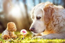 Ngưỡng mộ cuộc sống thần tiên của chó mặt buồn