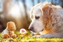 Ngưỡng mộ cuộc sống thần tiên của chó mặt buồn