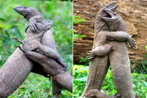 Đánh chiến khốc liệt, thằn lằn khổng lồ quay ra ôm nhau thắm thiết 