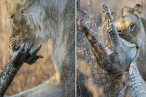 Cực hiếm sư tử xé xác, cắn nuốt cá sấu ngon lành