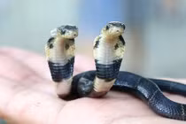 Rắn hai đầu con tuyệt thực, nhân viên sở thú đau đầu