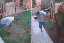 Lũ gián tấn công, người đàn ông "điên tiết" cho nổ cả sân sau