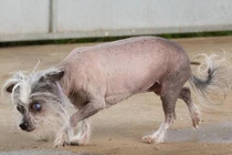 Xót xa chú chó quá xấu xí, không người nhận nuôi