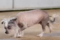 Xót xa chú chó quá xấu xí, không người nhận nuôi