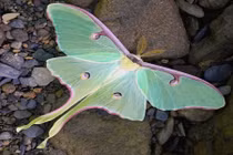 Khám phá đáng kinh ngạc về loài bướm đêm