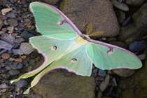 Khám phá đáng kinh ngạc về loài bướm đêm