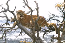 Tưởng mèo lớn mắc kẹt trên cây và sự thật hãi hùng