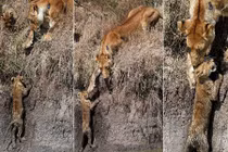 Kịch tính cảnh sư tử mẹ cứu con thoát vũng lầy