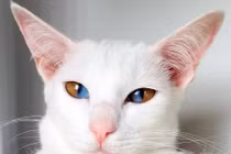 Dị biệt chú mèo có đôi mắt hút "linh hồn" người khác