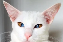 Dị biệt chú mèo có đôi mắt hút "linh hồn" người khác