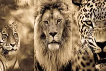 Những dã thú thuộc họ mèo lớn gây ám ảnh nhất