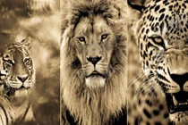 Những dã thú thuộc họ mèo lớn gây ám ảnh nhất