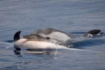 Mất người thân, cá heo và cá voi đau buồn không ăn không ngủ 