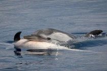 Mất người thân, cá heo và cá voi đau buồn không ăn không ngủ 