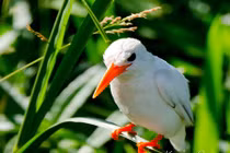 Phát hiện chim bói cá trắng cực hiếm ở Uganda