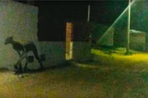 Rùng rợn sinh vật “nửa người nửa thú”, săn giết bò trong nháy mắt 