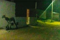 Rùng rợn sinh vật “nửa người nửa thú”, săn giết bò trong nháy mắt 