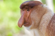 Những bộ phận cơ thể siêu kỳ quặc của động vật