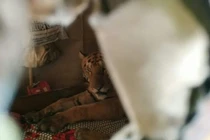 Vừa mở cửa, chủ nhà "chết đứng" nhìn hổ cái chễm chệ trên giường