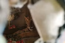 Vừa mở cửa, chủ nhà "chết đứng" nhìn hổ cái chễm chệ trên giường