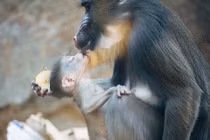 Khoảnh khắc khỉ con "công chúa" làm nũng mẹ siêu đáng yêu 