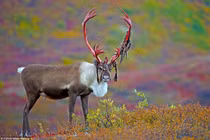 Tuần lộc khiến con người “hết hồn” với bộ dạng đẫm máu