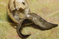 Rợn người loài sán sên khạc nhổ ăn mòn được da người 