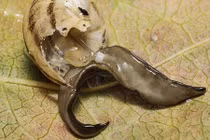 Rợn người loài sán sên khạc nhổ ăn mòn được da người 