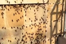 Dế điên cuồng “mây mưa” khiến con người phát hoảng