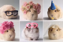 Mê mẩn cô chuột lang nổi tiếng siêu dễ thương 