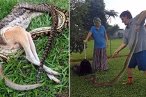 Giết chó cưng không thành, trăn khổng lồ nuốt luôn kangaroo