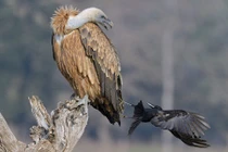 Quạ ranh mãnh nhổ lông đuôi kền kền với âm mưu đen tối